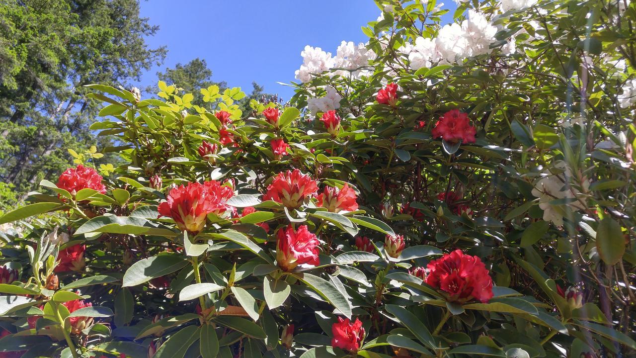 Sunshine Coast Treetop B&B 锡谢尔特 外观 照片